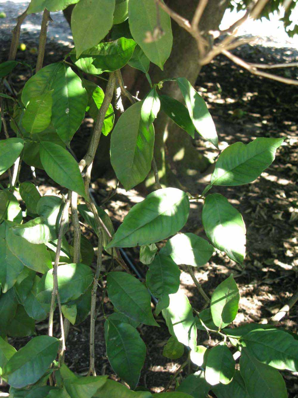              Shade leaves (Winter Haven, FL)       